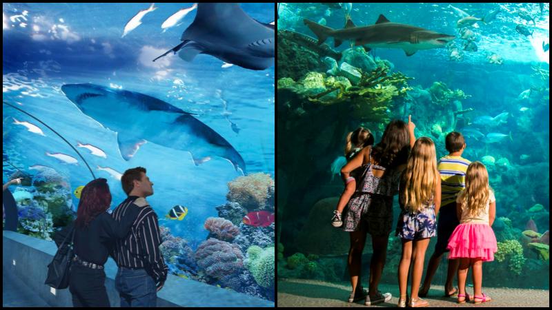 Antalya Tunnel Aquarium Tour 