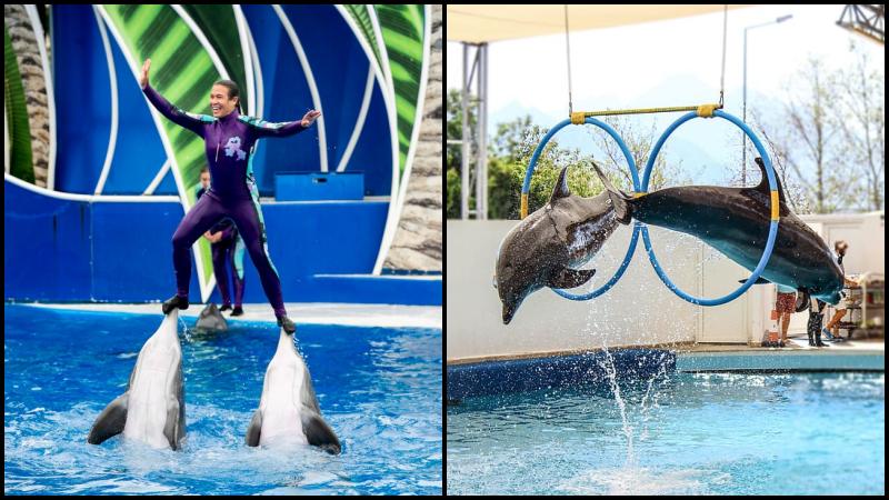 Alanya Dolphins Show